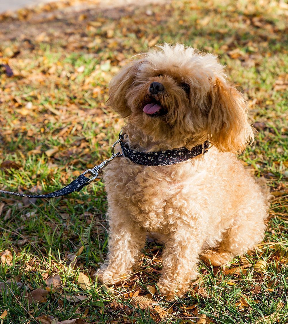 Collar Pamppy Funny Evan para perros color Multicolor, , large Imagen numero 3