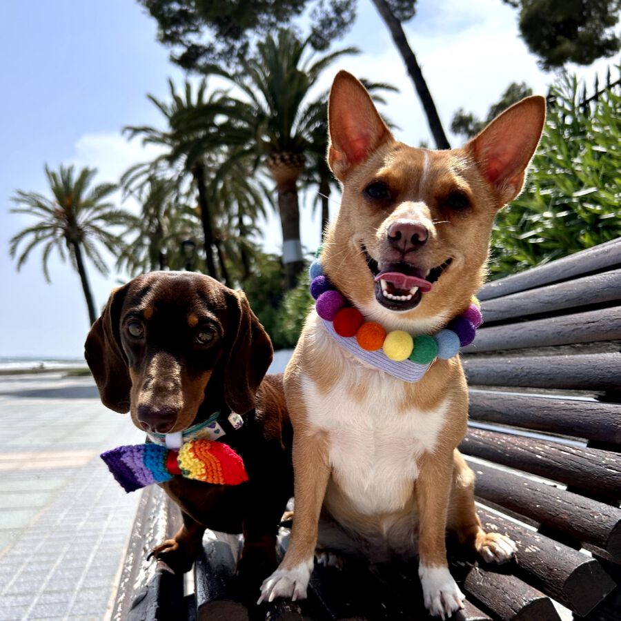 Collar De Perro Personalizado Con Pompones, , large Imagen numero 3