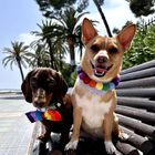 Puppies & Pom Poms Collar Personalizado Multicolores con Pompones para perros, , large image number null