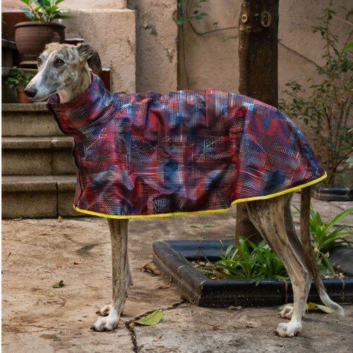 Groc Groc Aldo Chubasquero capa para galgos, , large Imagen numero 2