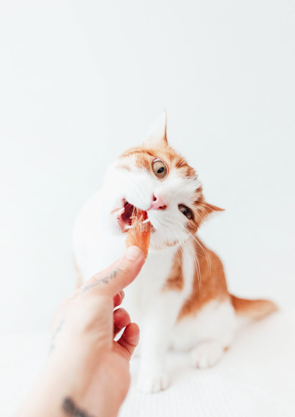 BIMORDISCOS Filetes de Pollo para Perros y Gatos, , large Imagen numero 4