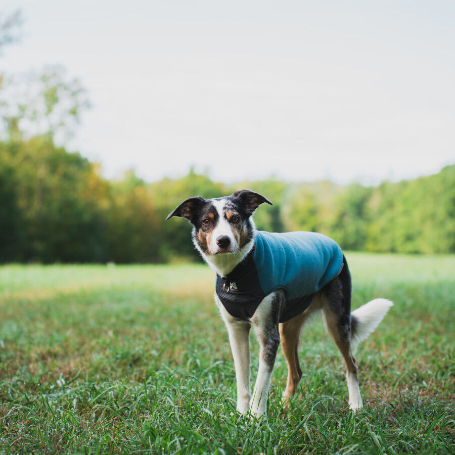 Non-stop Dogwear Trail Quest Jersey Polar Azul y Gris para perros, , large Imagen numero 3