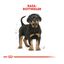 12 kg Royal Canin Puppy Rottweiler pienso para perros , , large indicador imagen numero 4