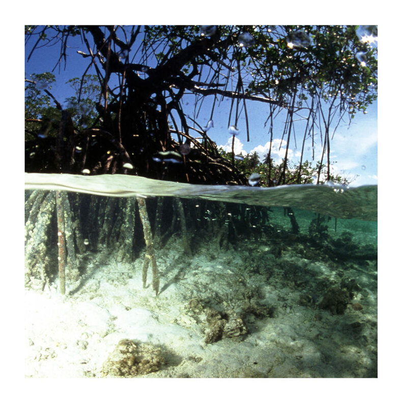 JBL Raíz de Mangrove para decoración de acuarios, , large image number null