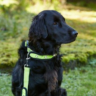 Collar Hi-Viz con luz parpadeante para perros color Amarillo flou