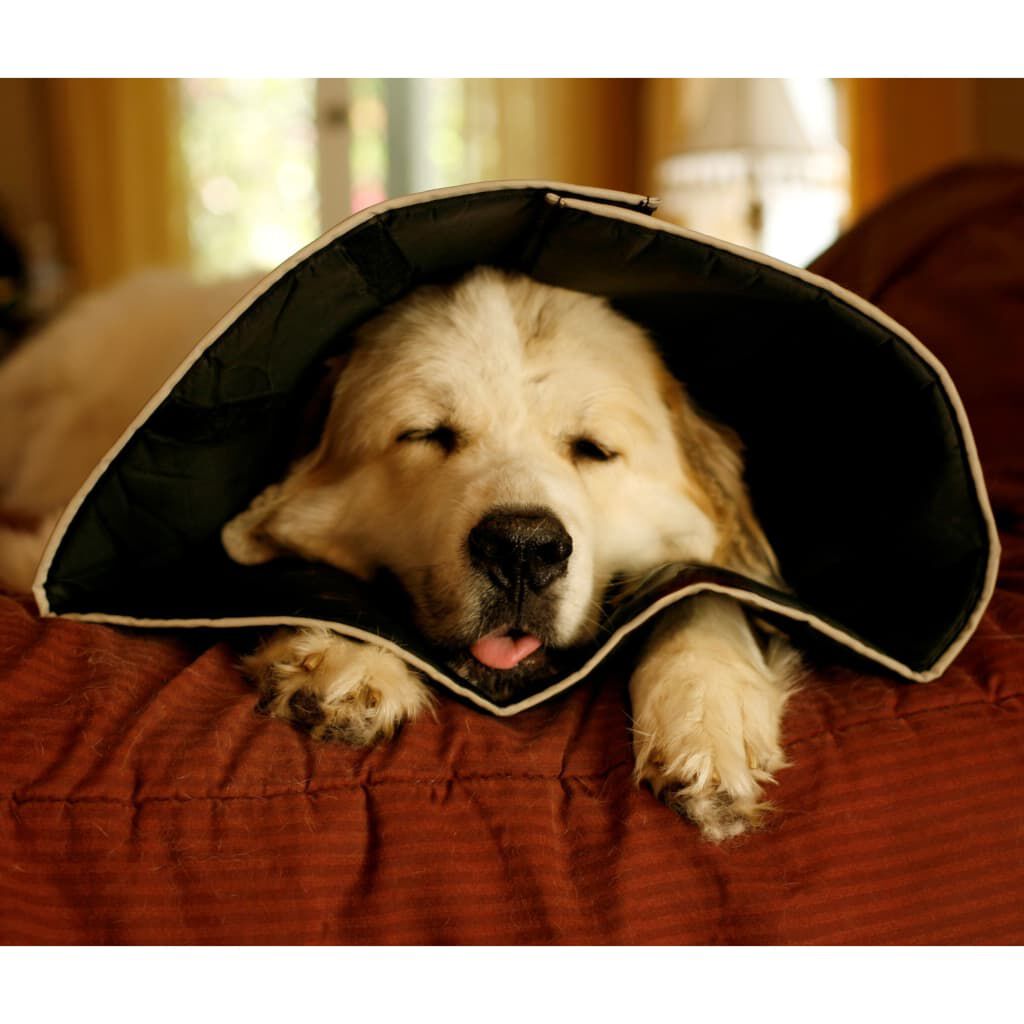 All Four Paws Collar de recuperaci&oacute;n Comfy Cone negro XL 30cm, , large Imagen numero 5