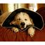 All Four Paws Collar de recuperación Comfy Cone negro XL 30cm, , large indicador imagen numero 5