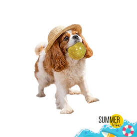 Summer Vibes Pelota de goma juguete para perros