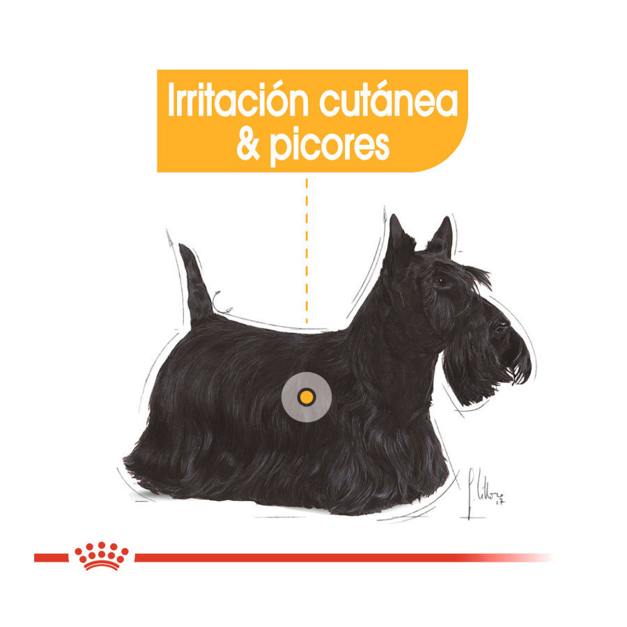 Royal Canin Dermacomfort Sobres Paté para perros thumbnail