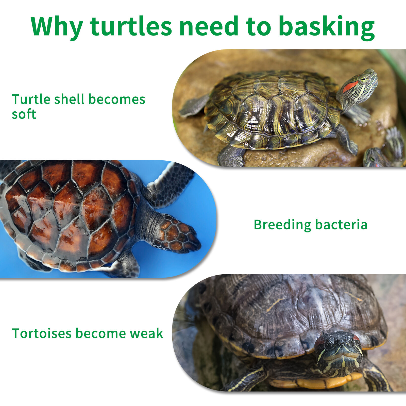 Nobleza - Plataforma Tortugas, Verde realista C&eacute;sped Tortugas Basking Plataforma con Ventosas, para Tortuga o Reptil, L20*W21CM, , large Imagen numero 9