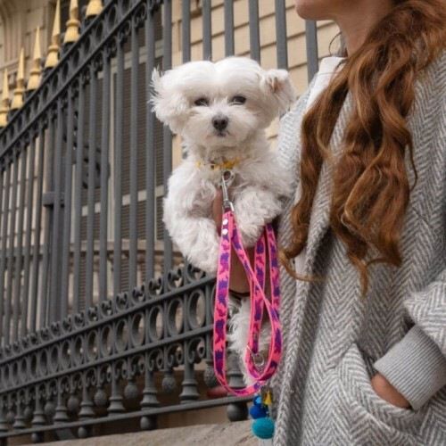 Correa Luckly Gris Camuflaje para perros color Rosa, , large Imagen numero 4