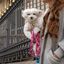Correa Luckly Gris Camuflaje para perros color Rosa, , large indicador imagen numero 4