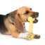 Juguete para masticar perro Zeus Duo Hueso, 15 cm, Amarillo, aroma a Coco, , large indicador imagen numero 5