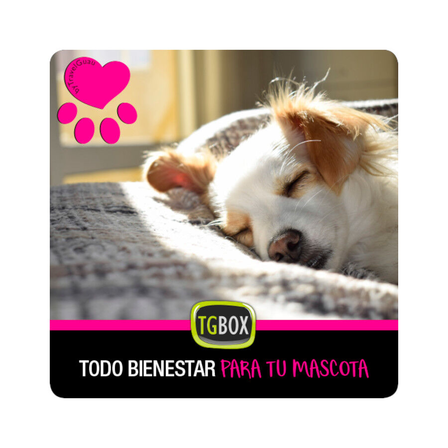 Todo bienestar para tu mascota, , large Imagen numero 1