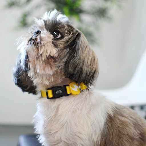 Collar para perros color Amarillo, , large Imagen numero 3