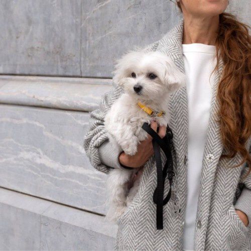 Correa Luckly Total Black para perros color Negro, , large Imagen numero 4