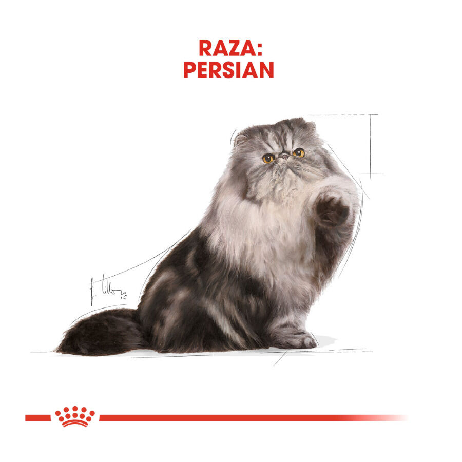 Royal Canin Feline Persian Adult sobres para gatos thumbnail