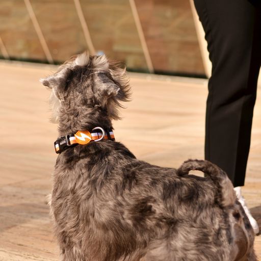 Dashi stripes collar de poli&eacute;ster negro y naranja para perros, , large Imagen numero 3