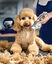 Recortadora de pelo y patas Oneisall RFC-676+P20 CW01053-Z - Set de peluquería canina - Cortadora para perros - Gatos y perros, , large indicador imagen numero 2