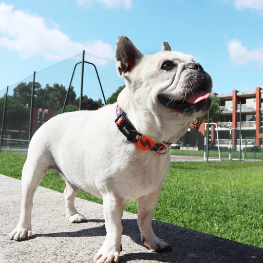 Collar Pumpink para perros color Varios, , large Imagen numero 2