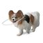 Aro protector para perro ciego Ortocanis, , large indicador imagen numero 1