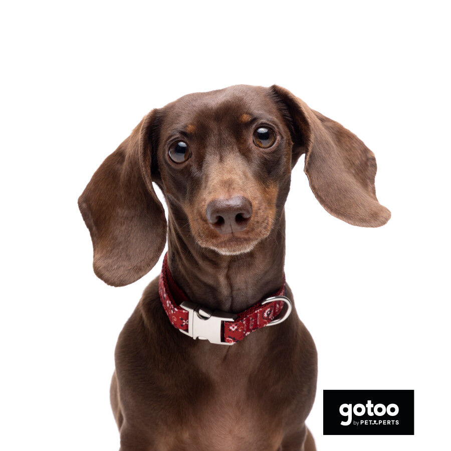 Gotoo Collar estampado cachemira rojo para perros, , large Imagen numero 3