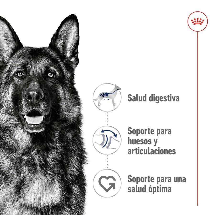Royal Canin Maxi Adult pienso para perros thumbnail