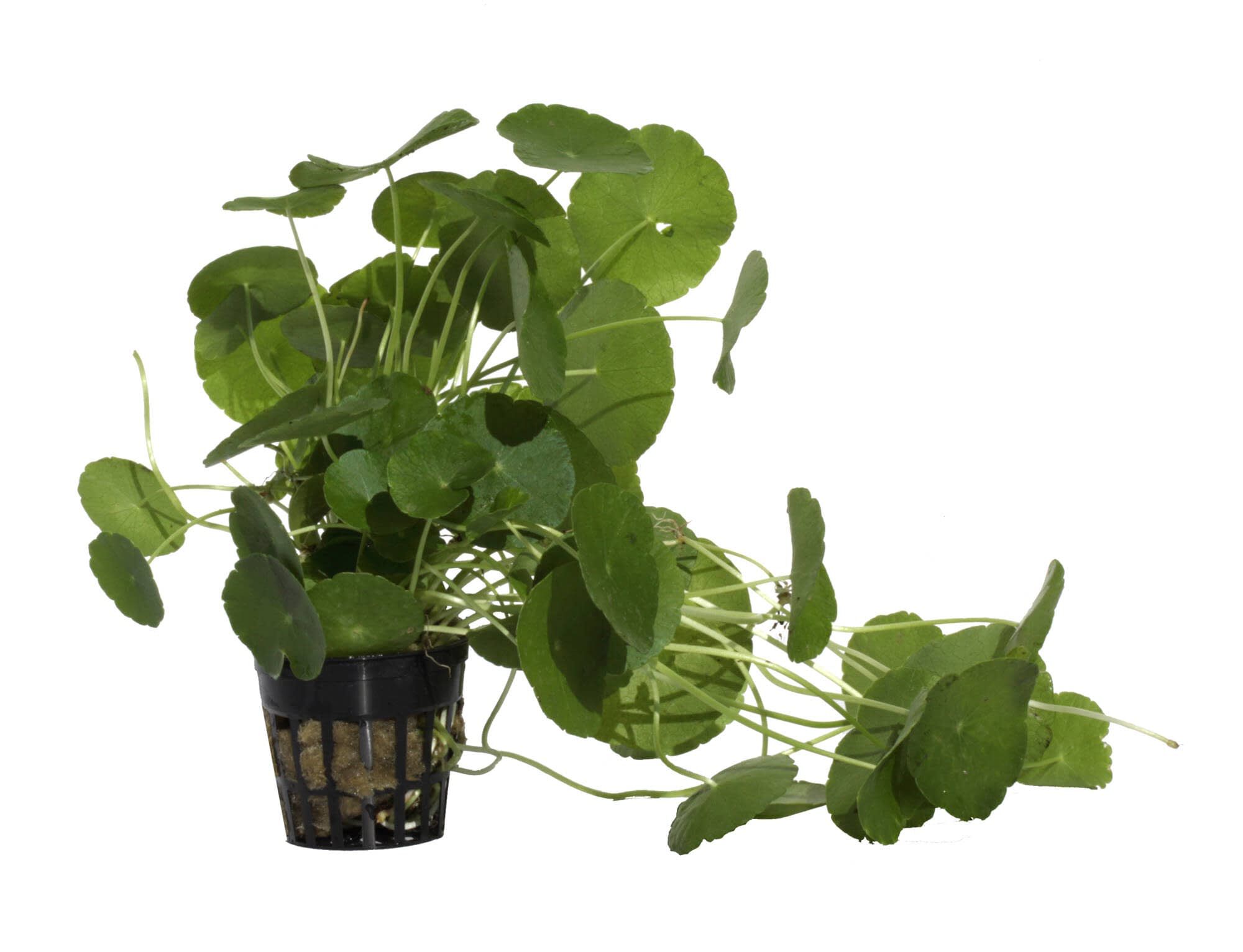 Tropica Iberia Planta Hydrocotyle Verticillata