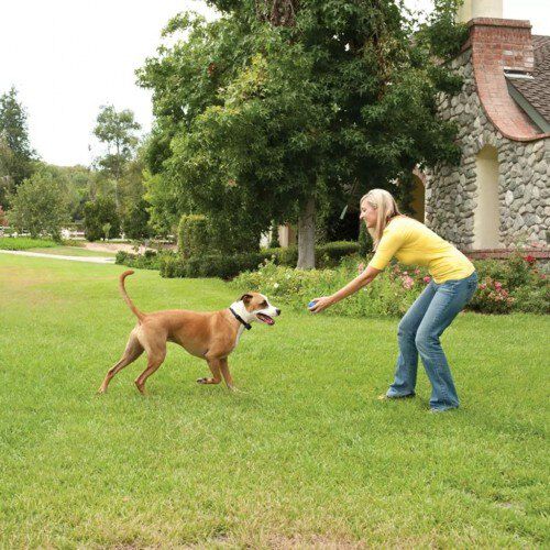 Collar receptor para perros color Negro, , large Imagen numero 3