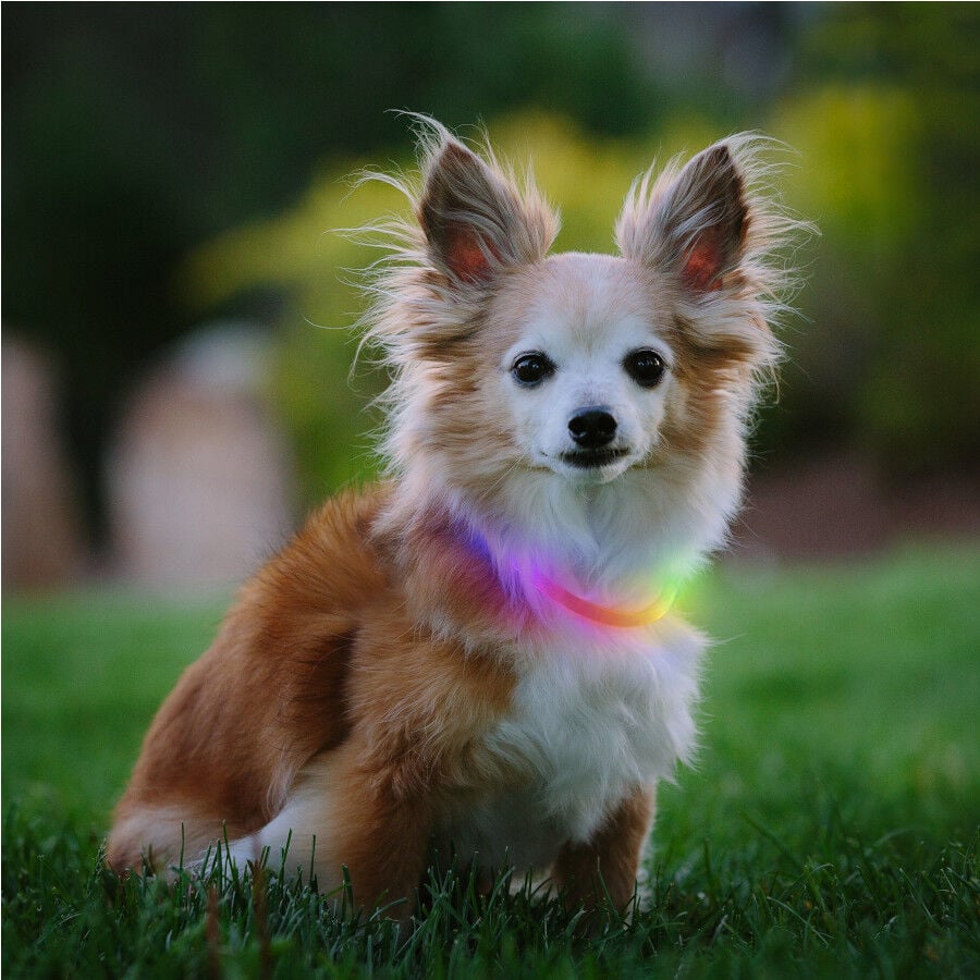 Nite Ize Nite Howl Disc-O-Select LED Mini Collar para perros thumbnail