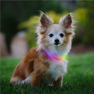 Nite Ize Nite Howl Disc-O-Select LED Mini Collar para perros