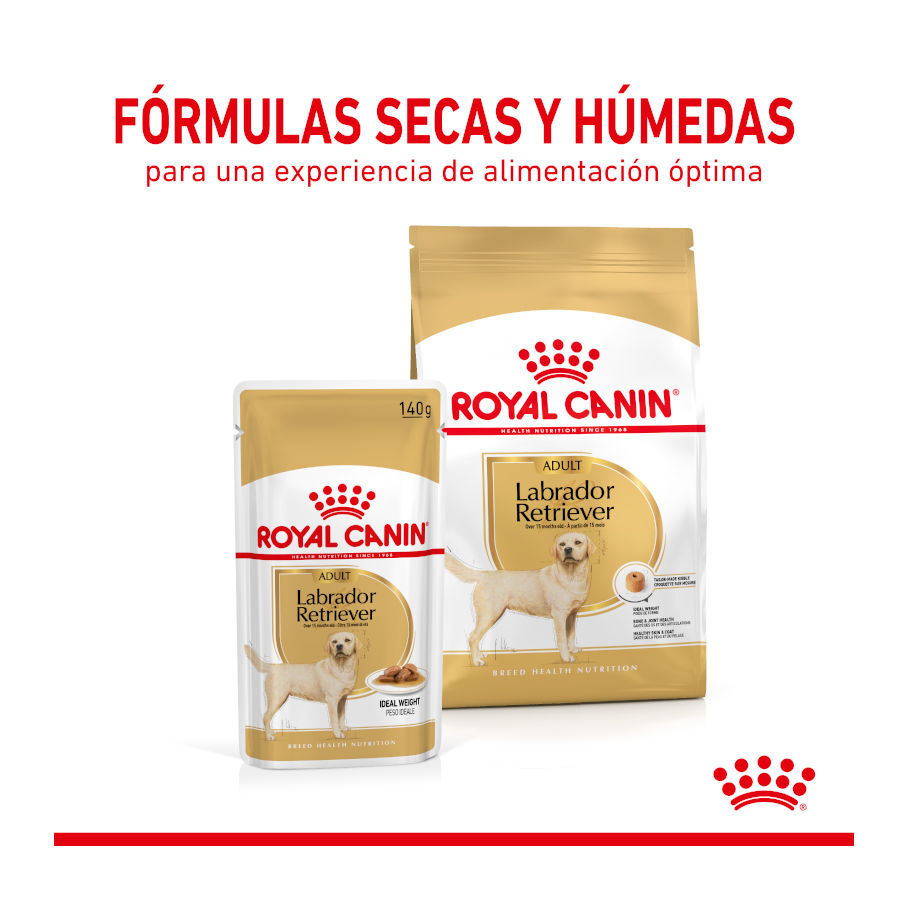Royal Canin Labrador Sobres para perros thumbnail