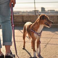 Dashi stripes correa de poli&eacute;ster p&uacute;rpura y negro para perros, , large Imagen numero 4