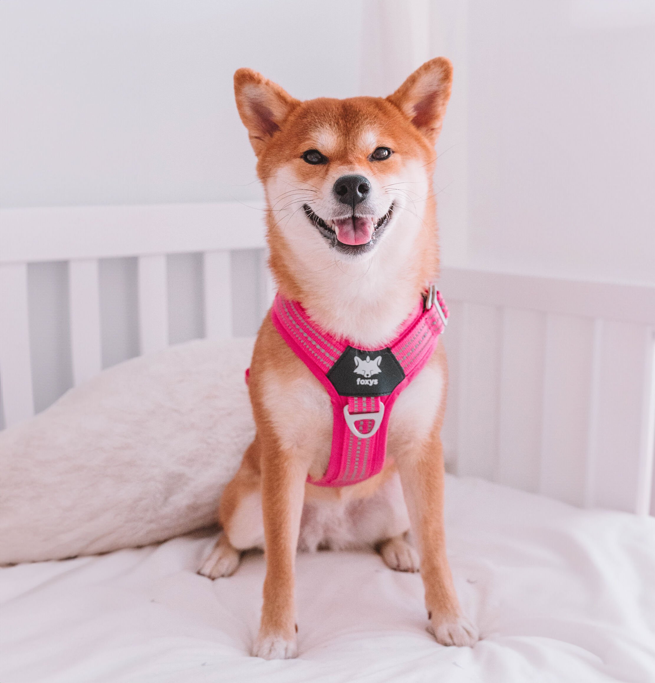 Arnés Foxys Antitirones con hebillas aluminio reforzadas color Rosa thumbnail