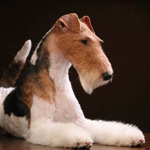 Crema fijadora Colestral, , large Imagen numero 2