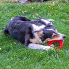 Ferplast aro de juguete cuidado dental rojo para perros, , large image number null