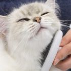 Catit Grooming Kit de peluquería de Pelo Largo para gatos, , large image number null