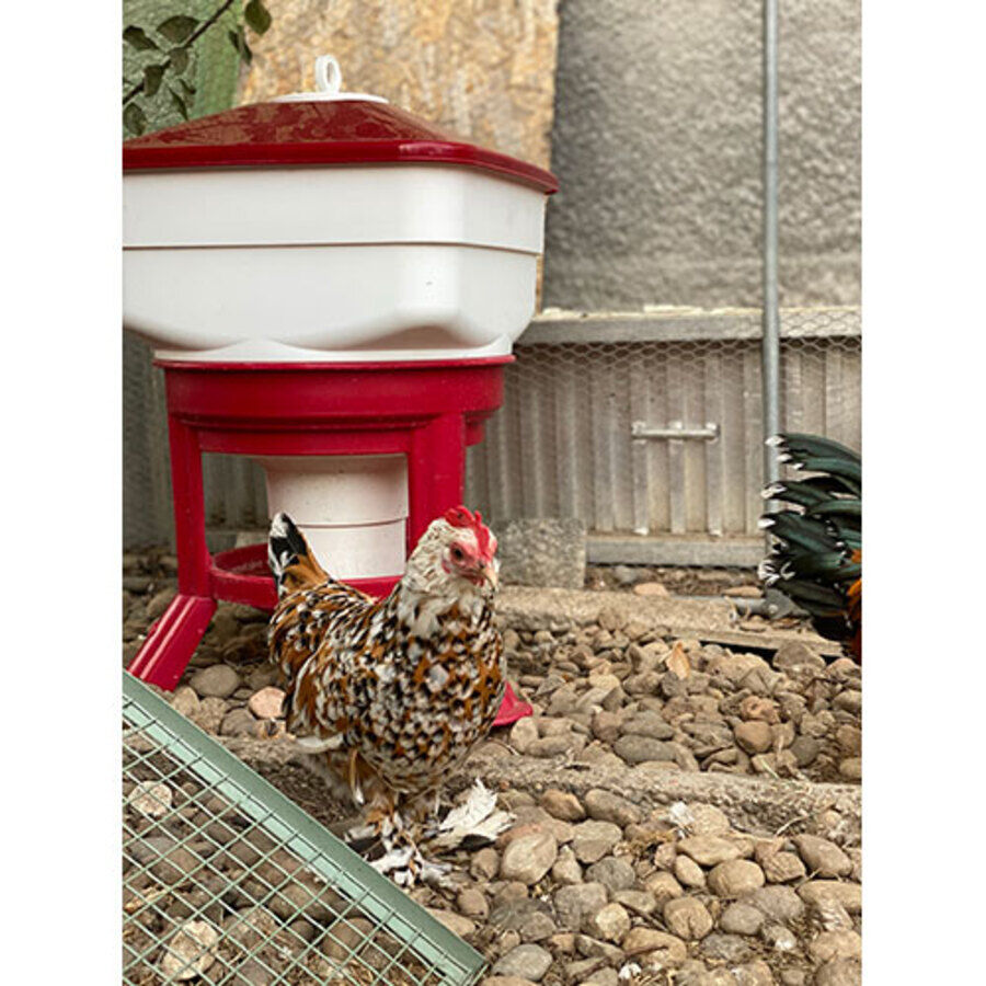 Ormital Bebedero Kubic Gold Premium para aves thumbnail