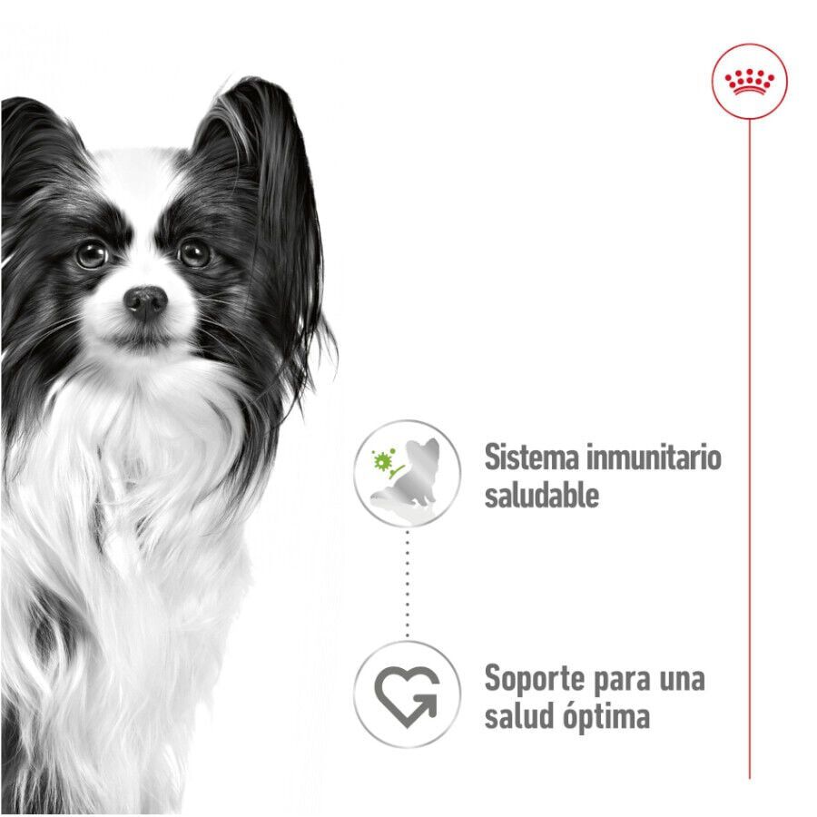 85 g Royal Canin X-Small Adult sobres en salsa para perros, , large Imagen numero 4