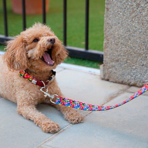 Correa Pamppy chocolatinas para perros, , large Imagen numero 2