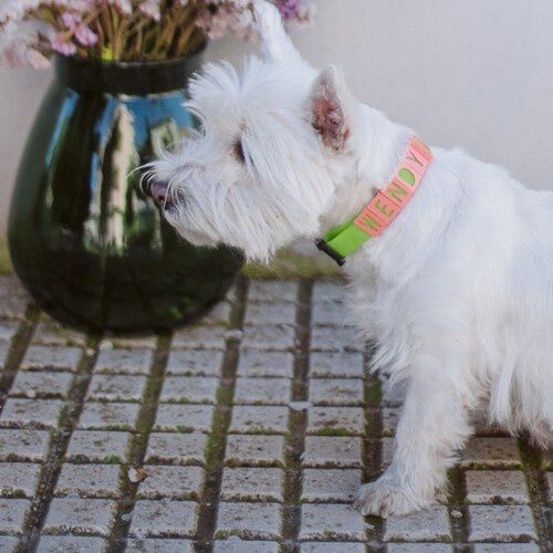 Seron collar personalizado de nylon verde y coral para mascotas , , large Imagen numero 3