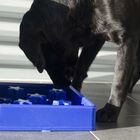 Comedero lento cuadrado para perros color Azul, , large image number null