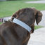 Ladran Gaucho Collar Dalton hecho a mano para perros, , large indicador imagen numero 2