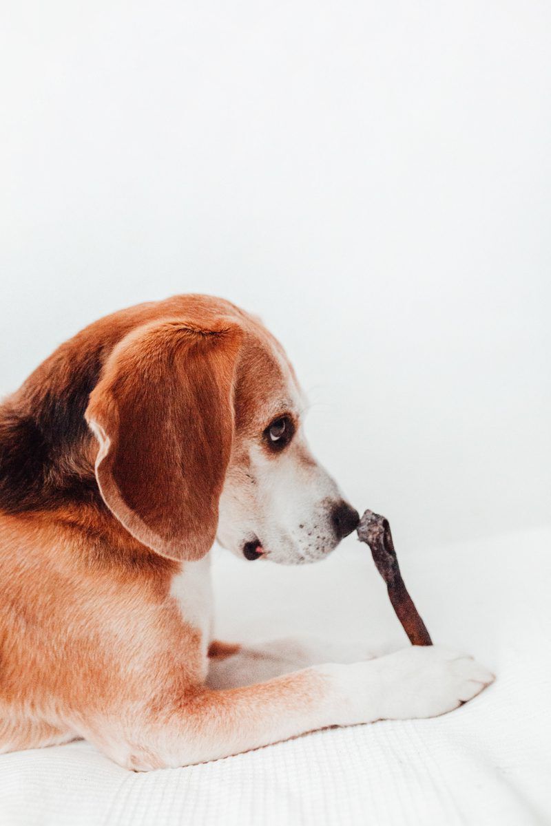 BIMORDISCOS Piel de camello para perros, , large Imagen numero 3