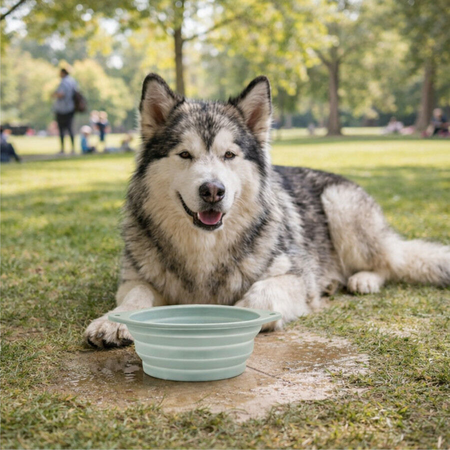 Gotoo Bebedero Plegable y Port&aacute;til de Silicona para perros y gatos, , large Imagen numero 1