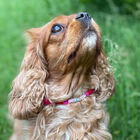 Puppies & Pom Poms Collar Personalizado con Pompones Rosa para perros, , large image number null