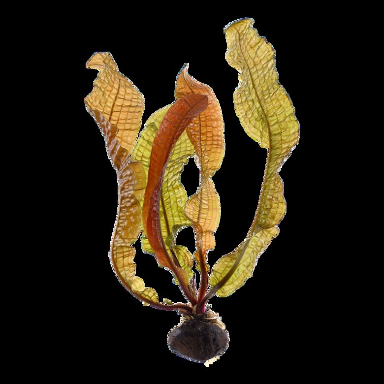 Tropica Iberia planta Aponogeton Boivinianus, , large image number null