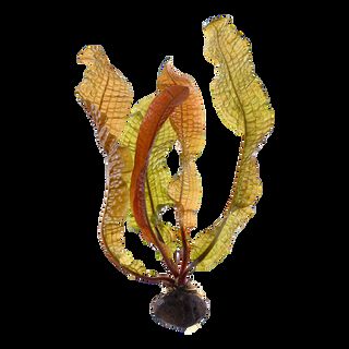 Tropica Iberia Planta Aponogeton Boivinianus