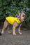 Placa identificativa Acero Inoxidable Esmalte Abeja Amarillo para perros, , large indicador imagen numero 3