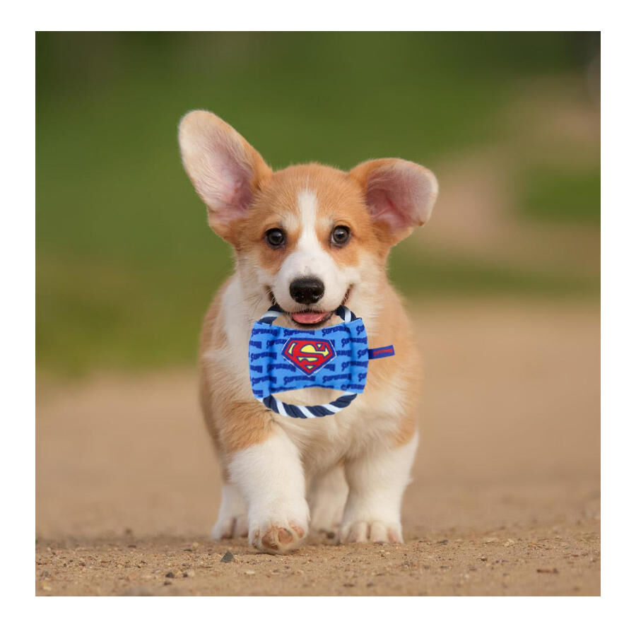 DC Comics Superman Disco de Cuerda para perros, , large Imagen numero 2